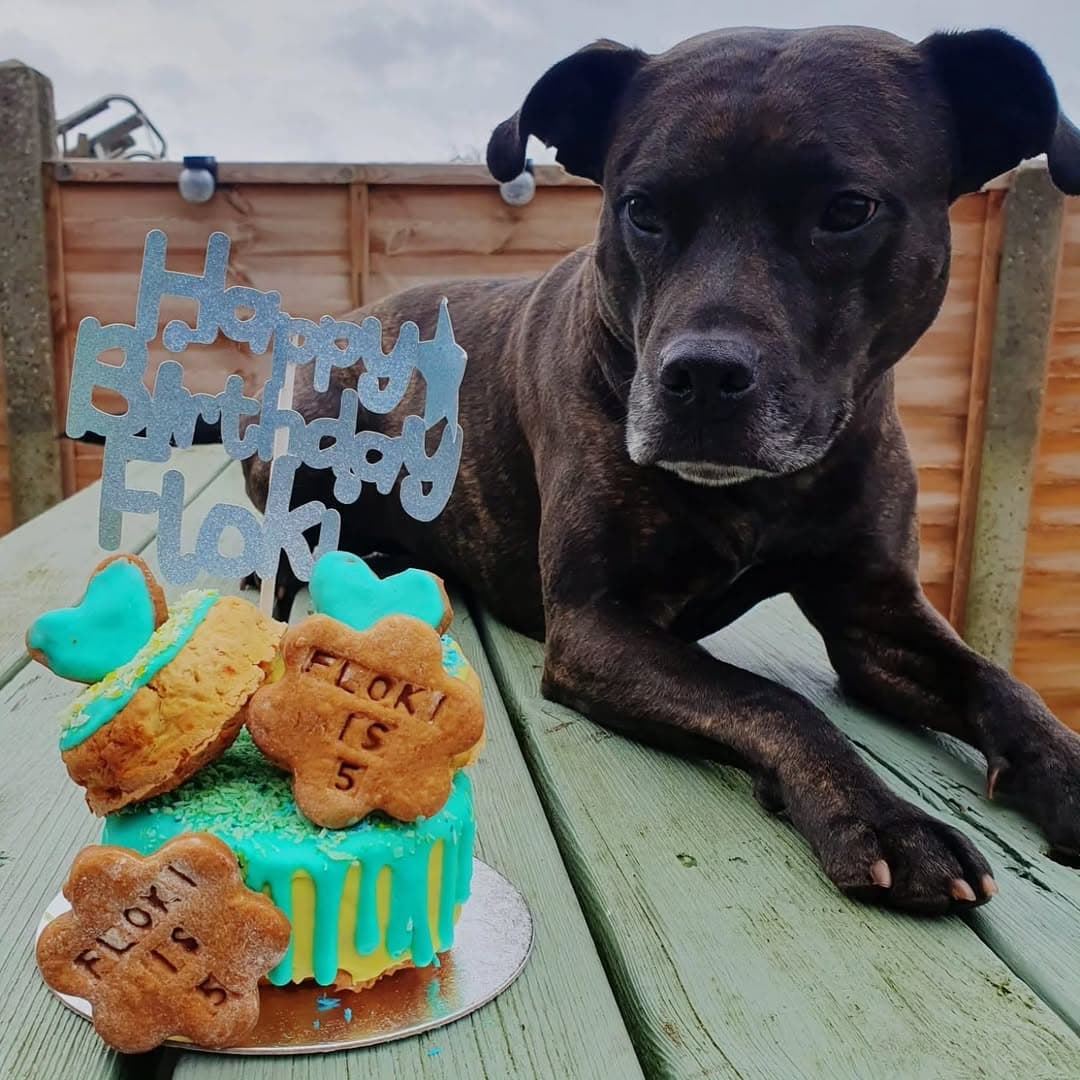 A teal drip celebration cake with FLOKI IS 5 stamped flower biscuits beside a dog