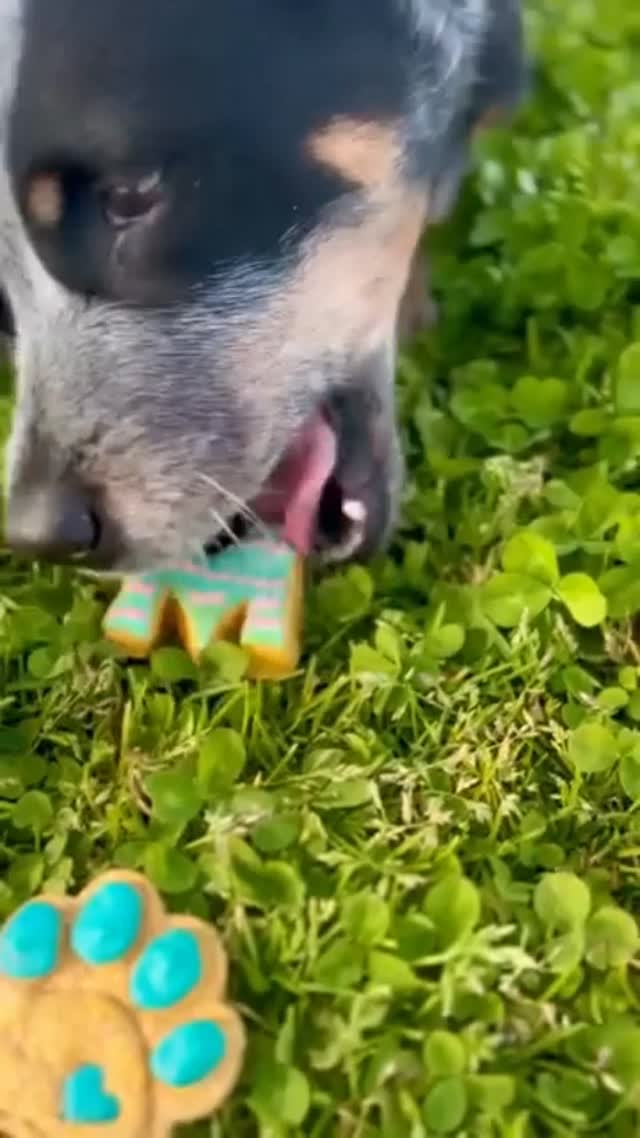 A dog happily eating a colourful iced biscuit